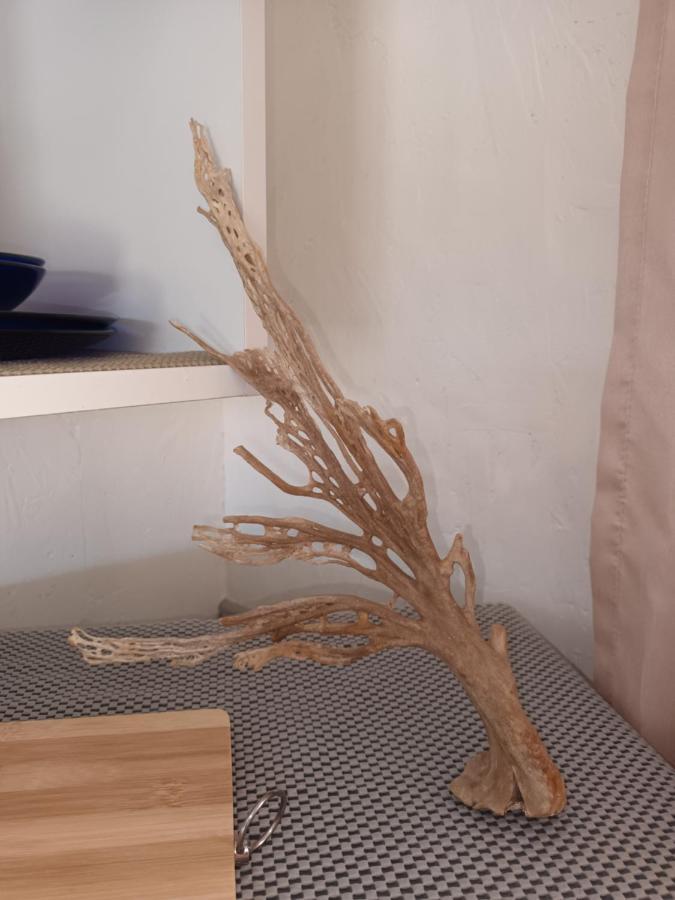 קולצ'סטר Chameleon Lodge מראה חיצוני תמונה