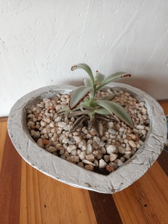 קולצ'סטר Chameleon Lodge מראה חיצוני תמונה